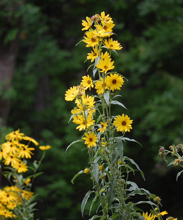 Group of flower heads