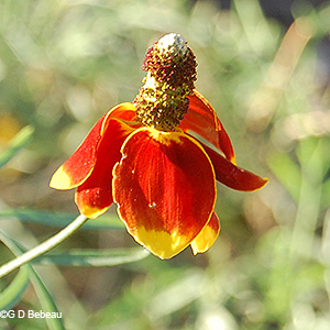 Mexican hat