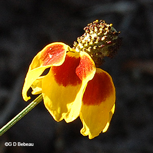 Mexican Hat