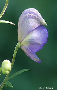 Flower side view