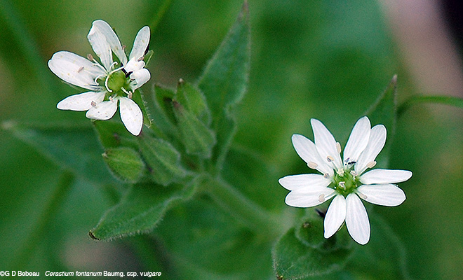 Mouse-ear Chickweed