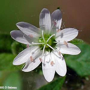 Mouse-ear Chickweed flower