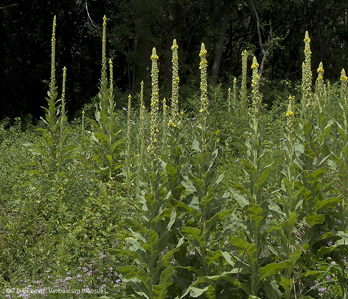 Mullein Group
