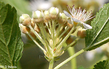 flower calyx