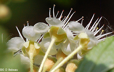 flower calyx