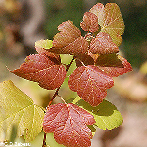 fall leaf color