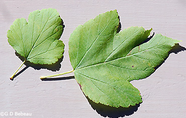 leaves