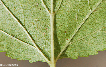 leaf underside