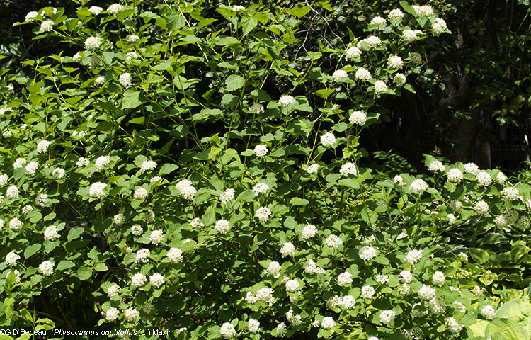 Plant in flower