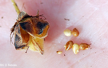 seed