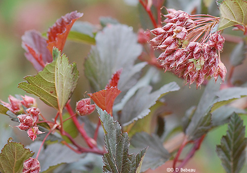 Summer Wine cultivar
