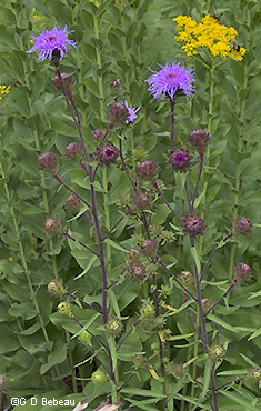 full plant