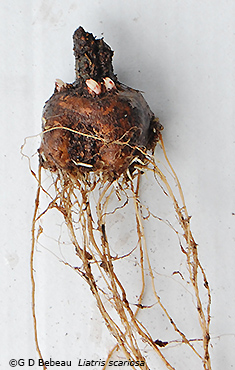 root