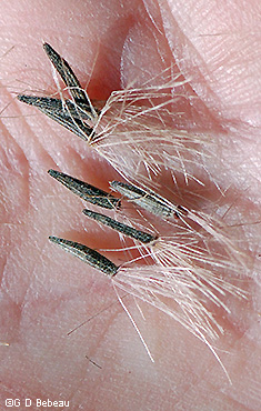 seeds