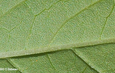 leaf underside