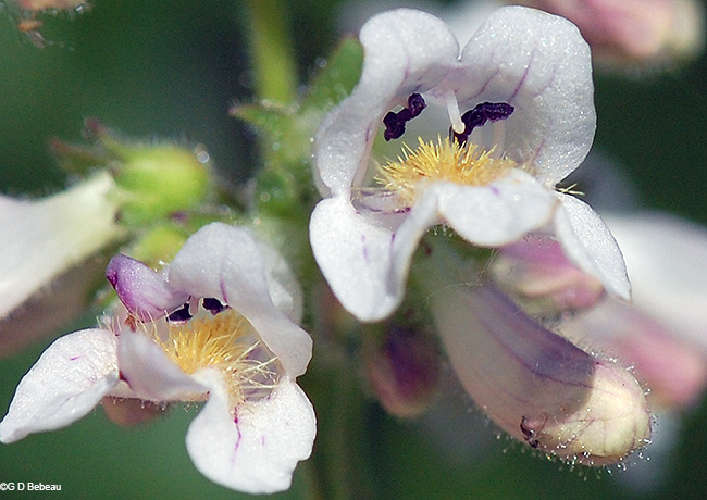 flower corolla inside