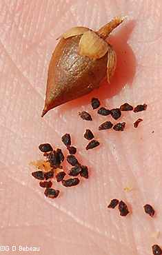 Seeds
