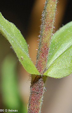 Stem