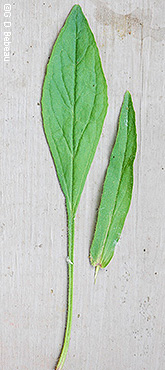 leaves