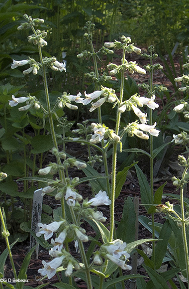 inflorescence