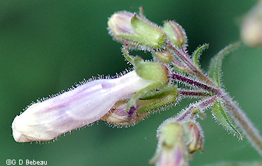 calyx