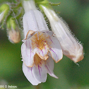 flower closeup