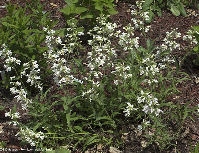 plant group