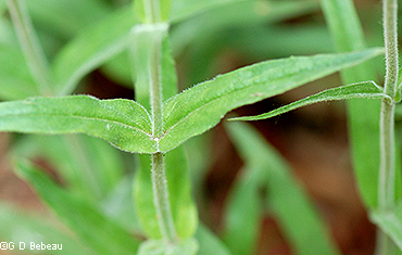 leaf and stem