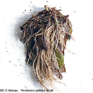 root