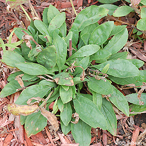 rosette