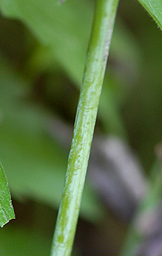 stem with bloom