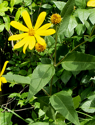 upper plant section