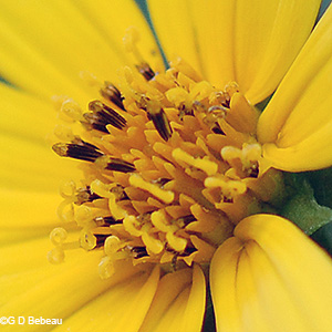 disc florets
