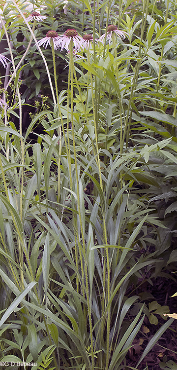 group of tall plants