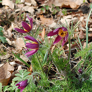 Purple pasque flower