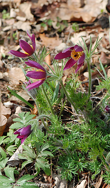 Pasque Flower group