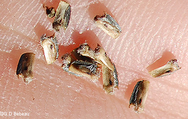 seeds