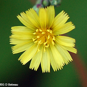 Prickly lettuce flower