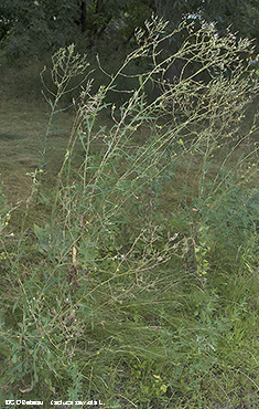 full plant