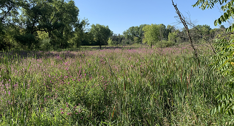 purple loosestrife in a marsh