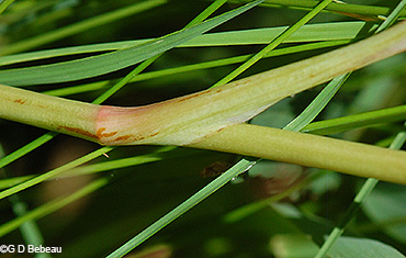 stem sheath