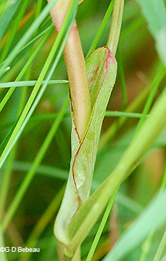 stem sheath