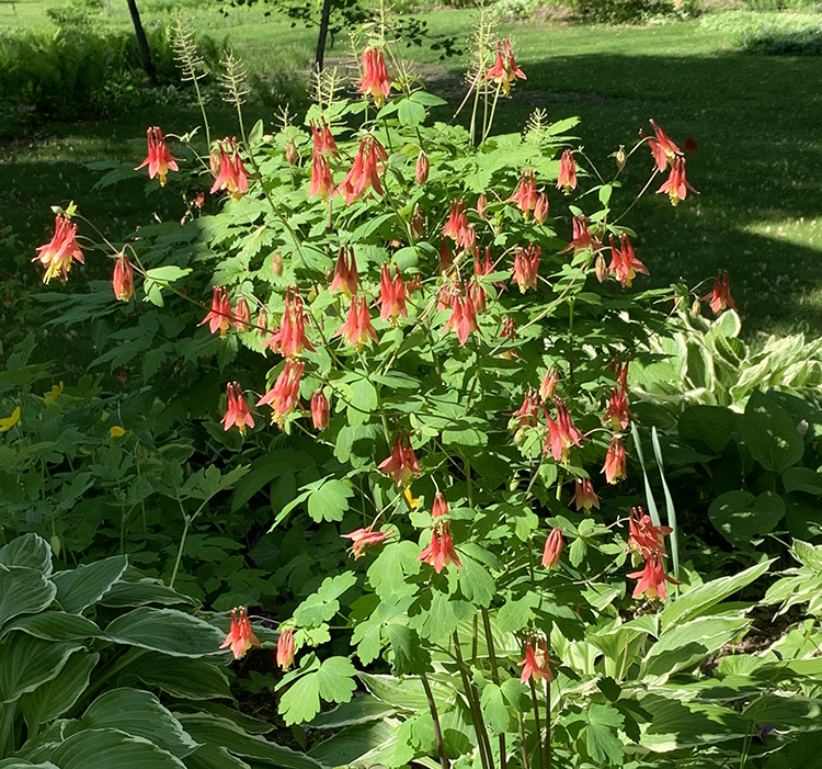 large flower group