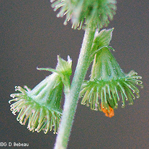 immature hypanthia