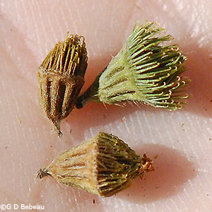 mature hypanthia