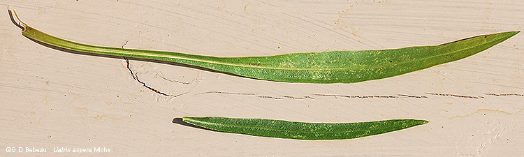leaf comparison