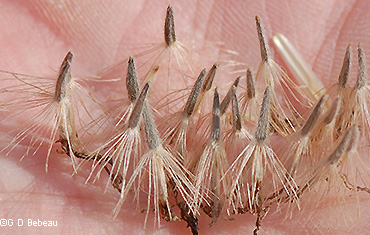 seeds