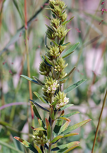Round-headed bushclover