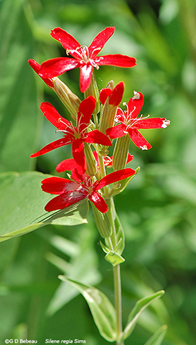 Royal Catchfly