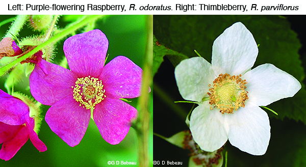 flower comparison of odoratus and parviflorus